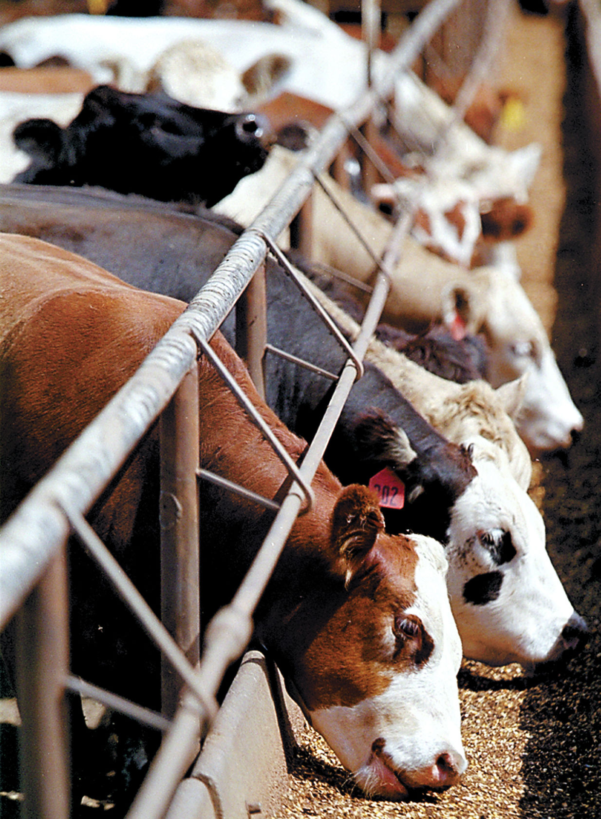 031318_cattle001_BJS.JPG